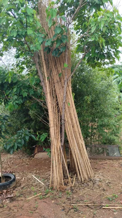 Bambu, bambuzinho, bambuzal, cestas, móveis, artesanato, vara de anzol, decoração, pescars