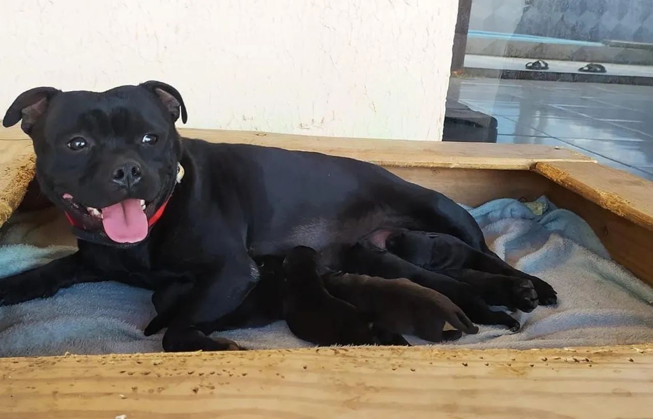 Filhotes de Staffordshire Bull Terrier - Foto 3