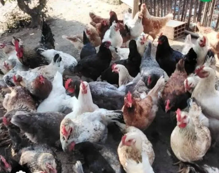 Frangos para venda