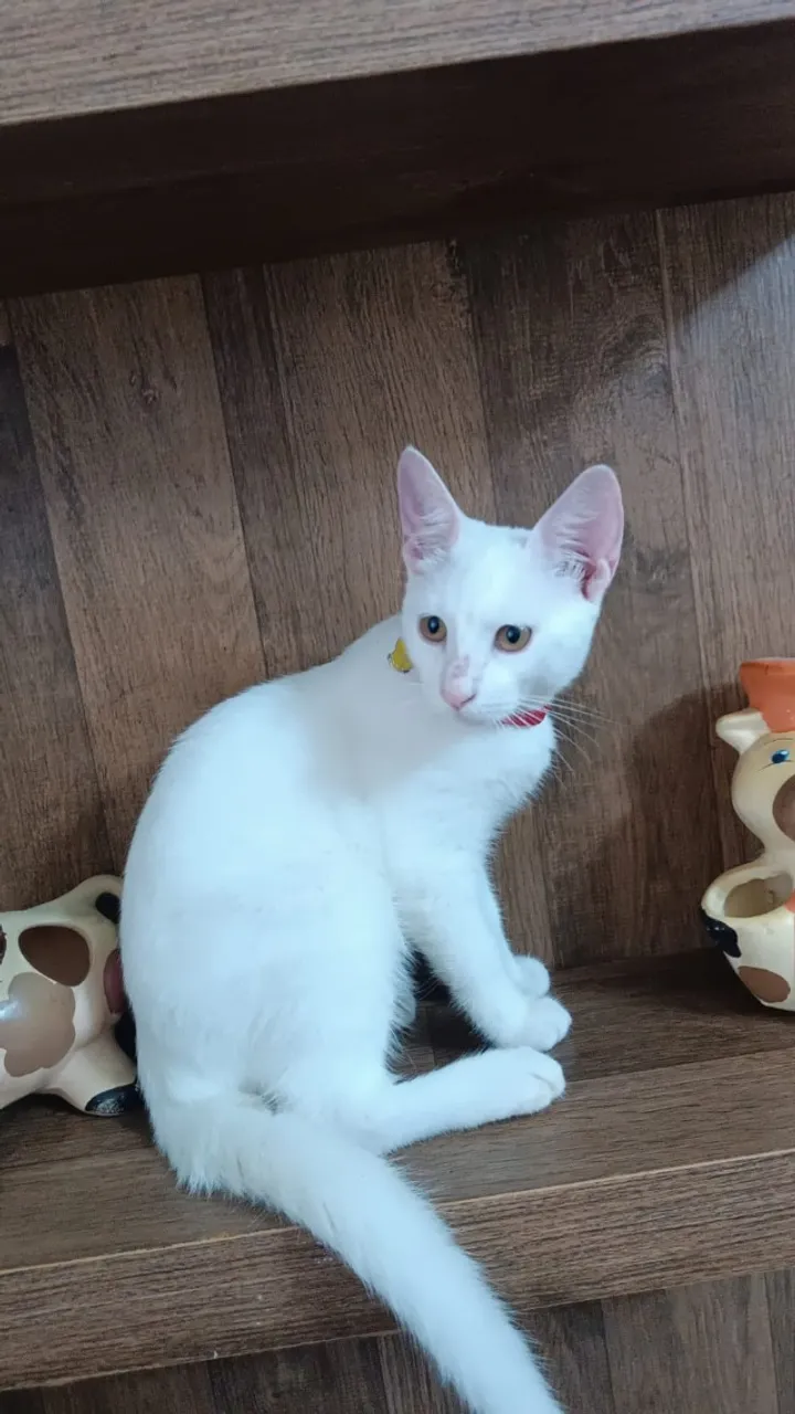 GATO PARA ADOÇÃO FLOQUINHO