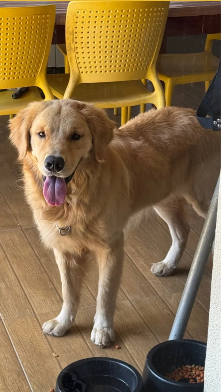 Procura-se namorada Golden Retriever Macho (Puro com pedigree)