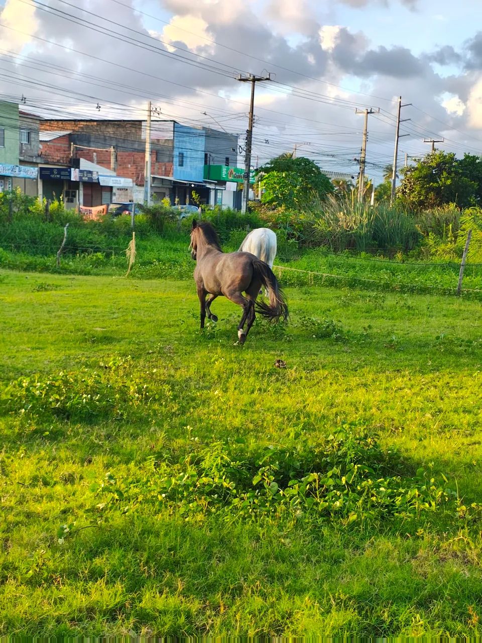 Pra vender rápido!! PORDA MANGALARGA 2 anos 1 muda muito dócil!! - Foto 2
