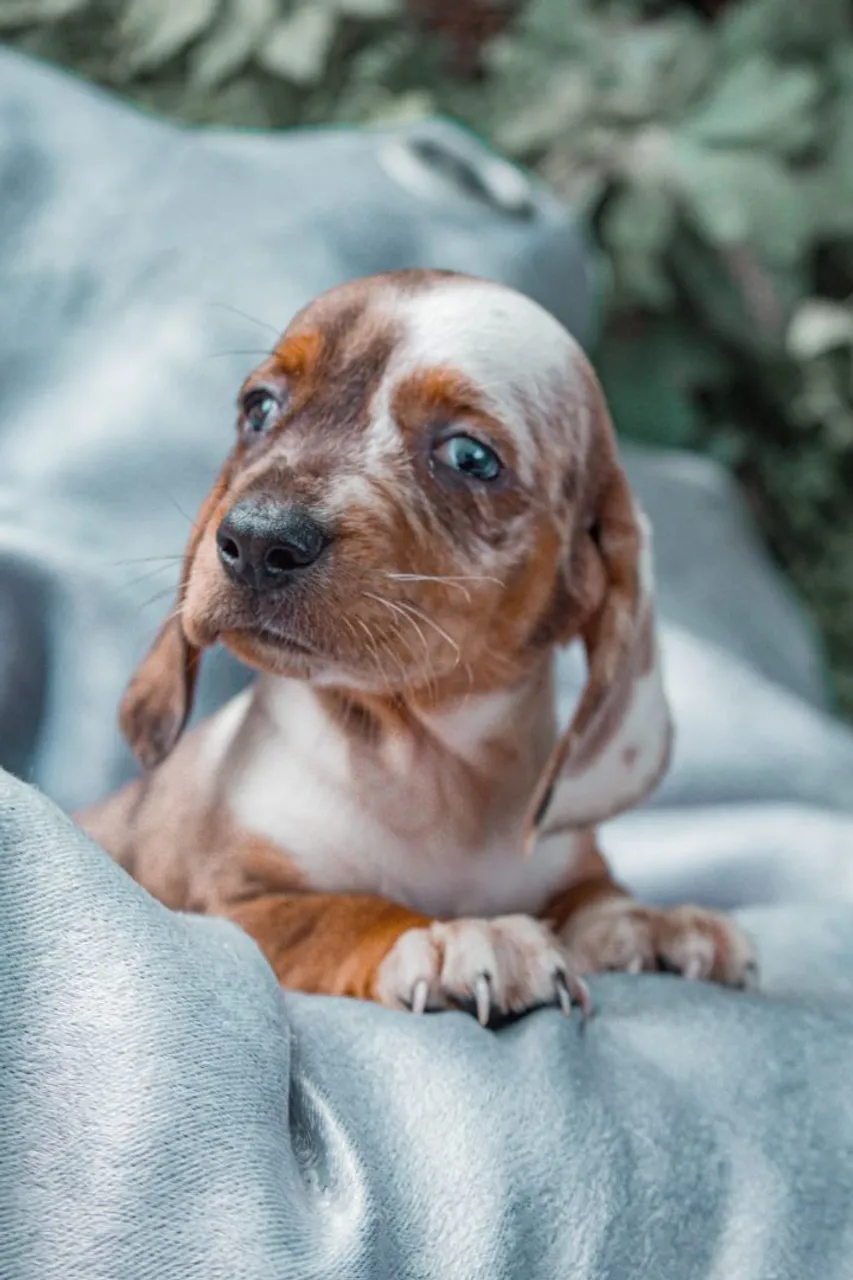 Filhote Dachshund (Cofap, Salsicha)