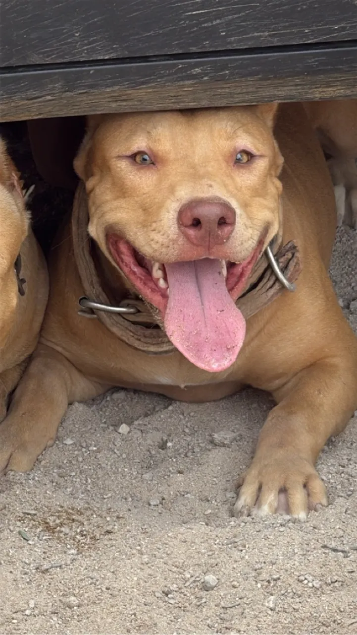 PIT MONSTER