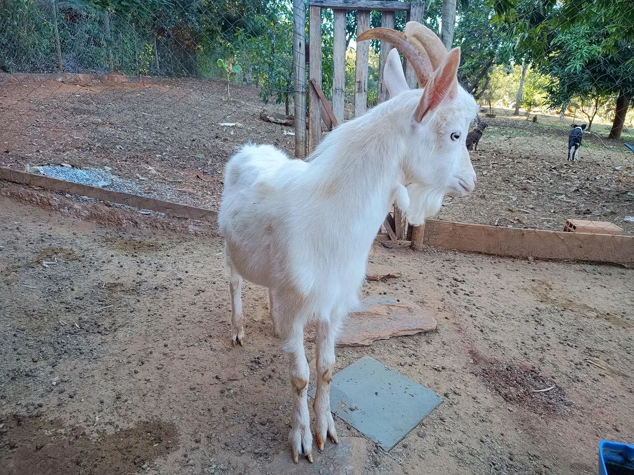 Bode Saanen para venda - Foto 2