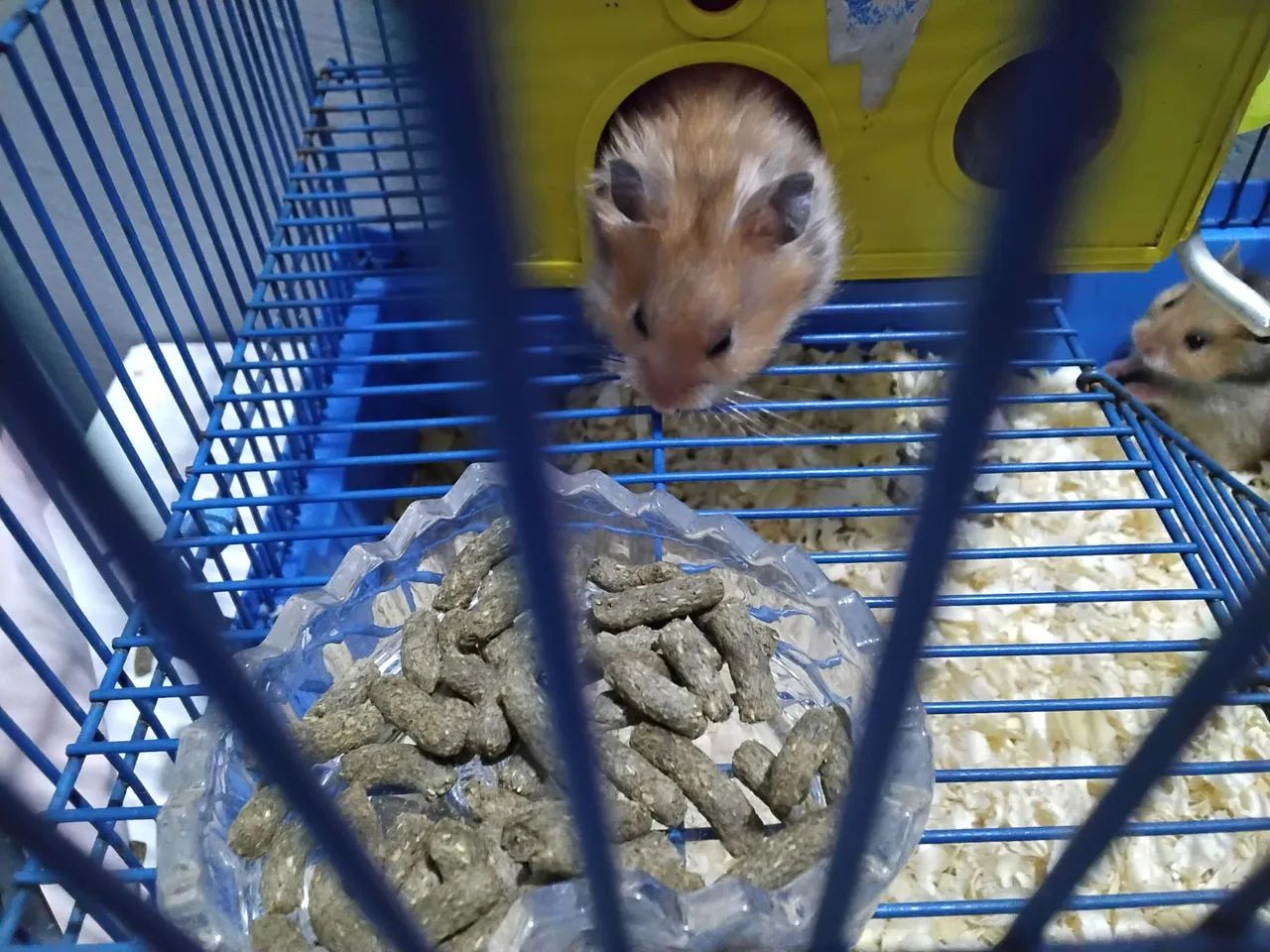 Hamsters sírios fofinhos ! - Foto 5