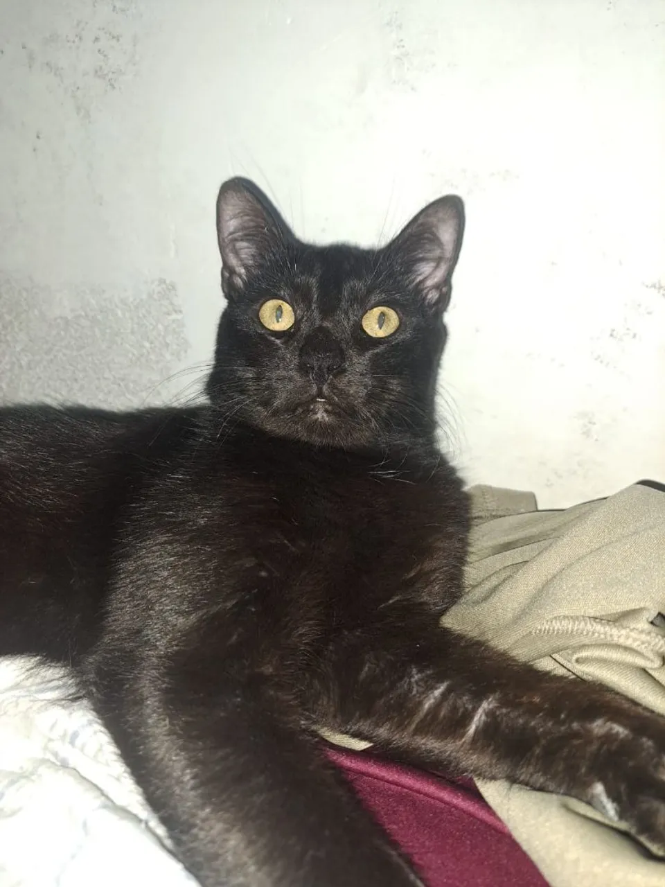 Gato ADULTO CASTRADO para Adoção