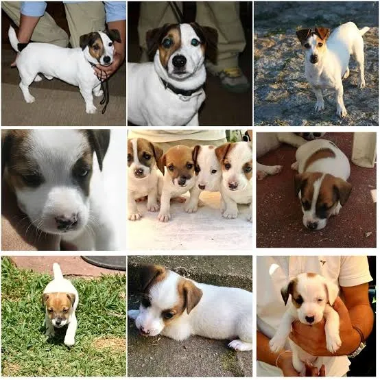 Jack Russel x Fox