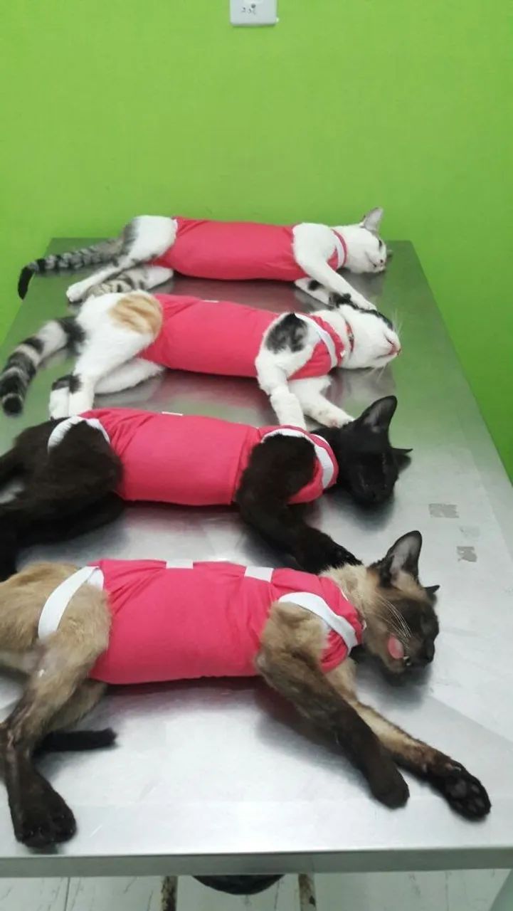 Roupas cirúrgicas  - Foto 2