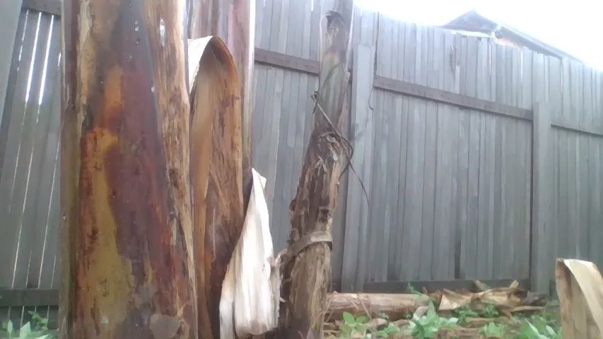 em rorainopolis(mudas de bananas) - Foto 3
