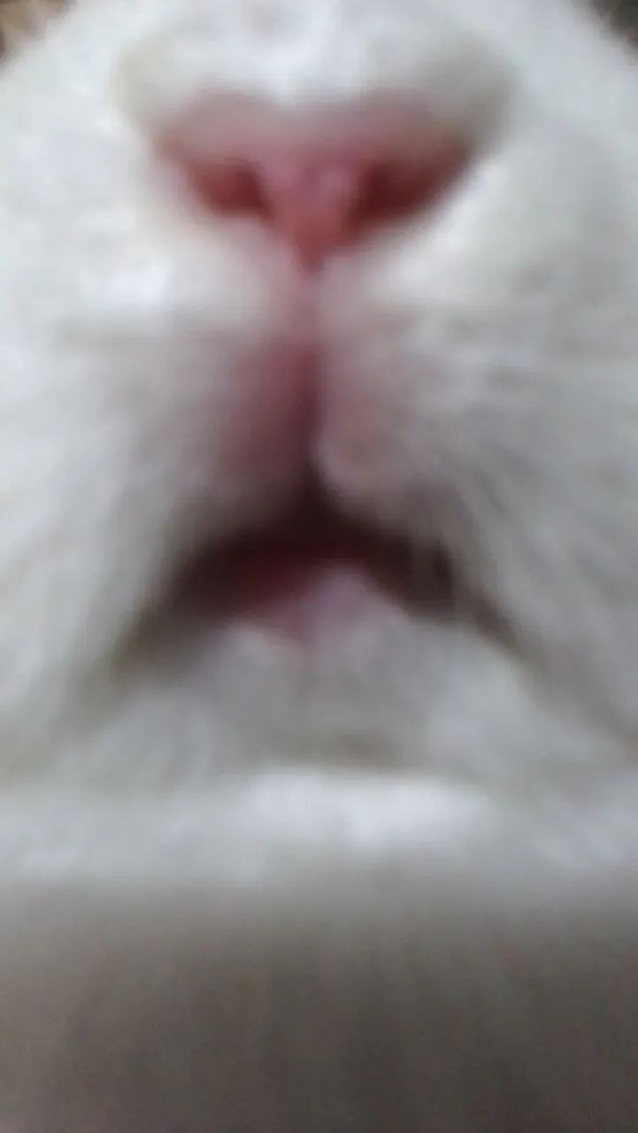 Coelho Northeland - Foto 3