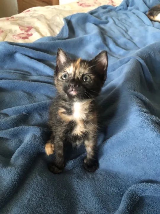 Amorinha para adoção responsável!