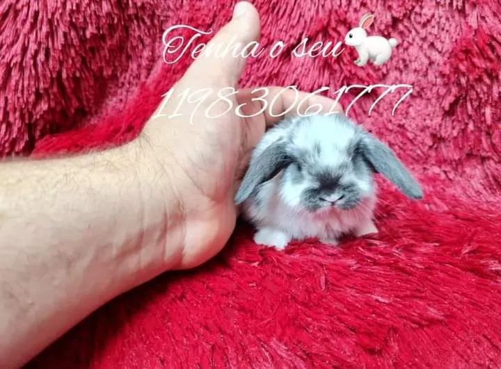 mini coelho anão fofura ,mini pincher puro - Foto 4