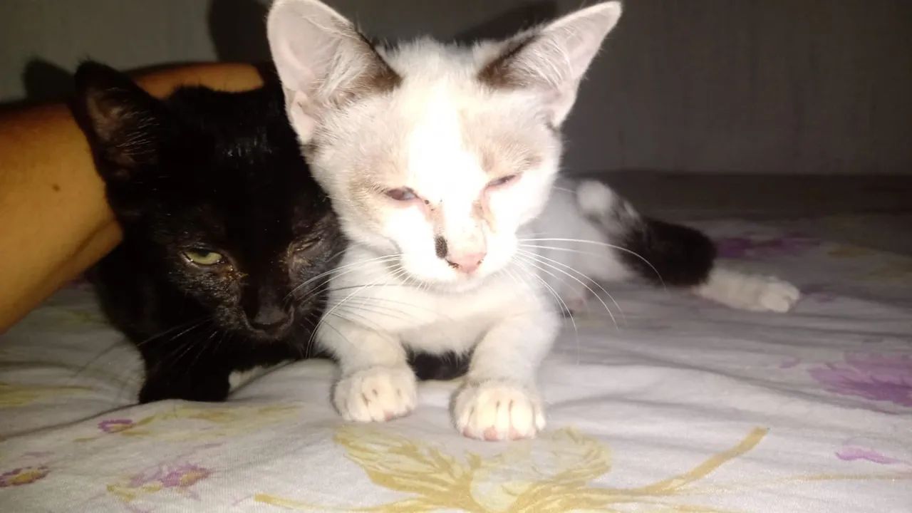 Gatinho preto e branco para adoção  - Foto 3