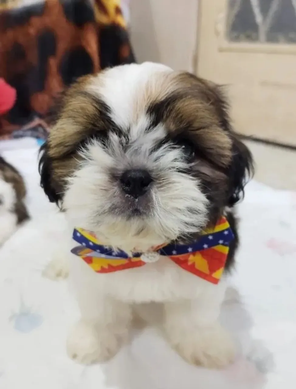 Filhote Shih Tzu com lacinho estiloso