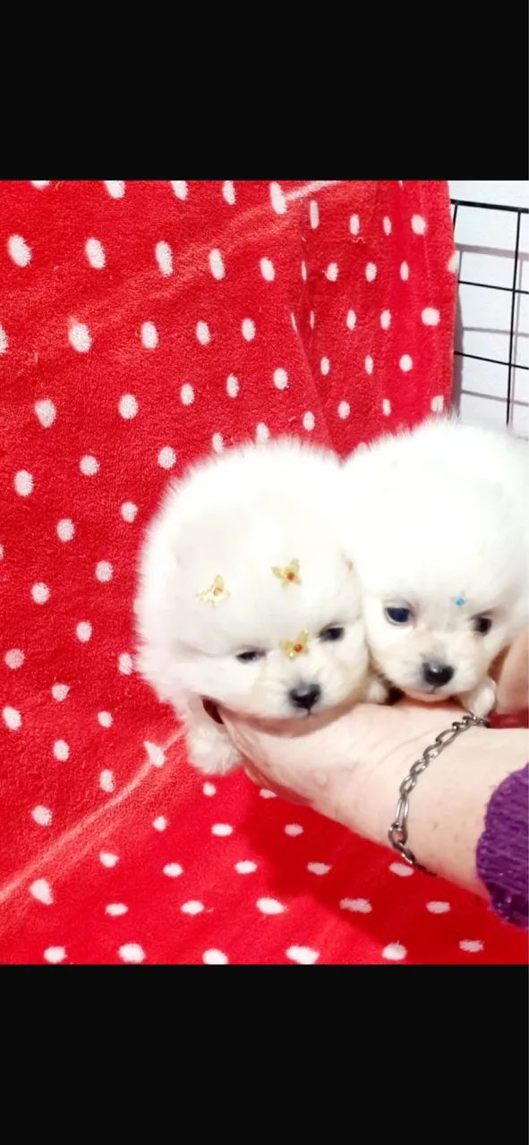 SPITZ ALEMÃO BOLINHA DE PELO