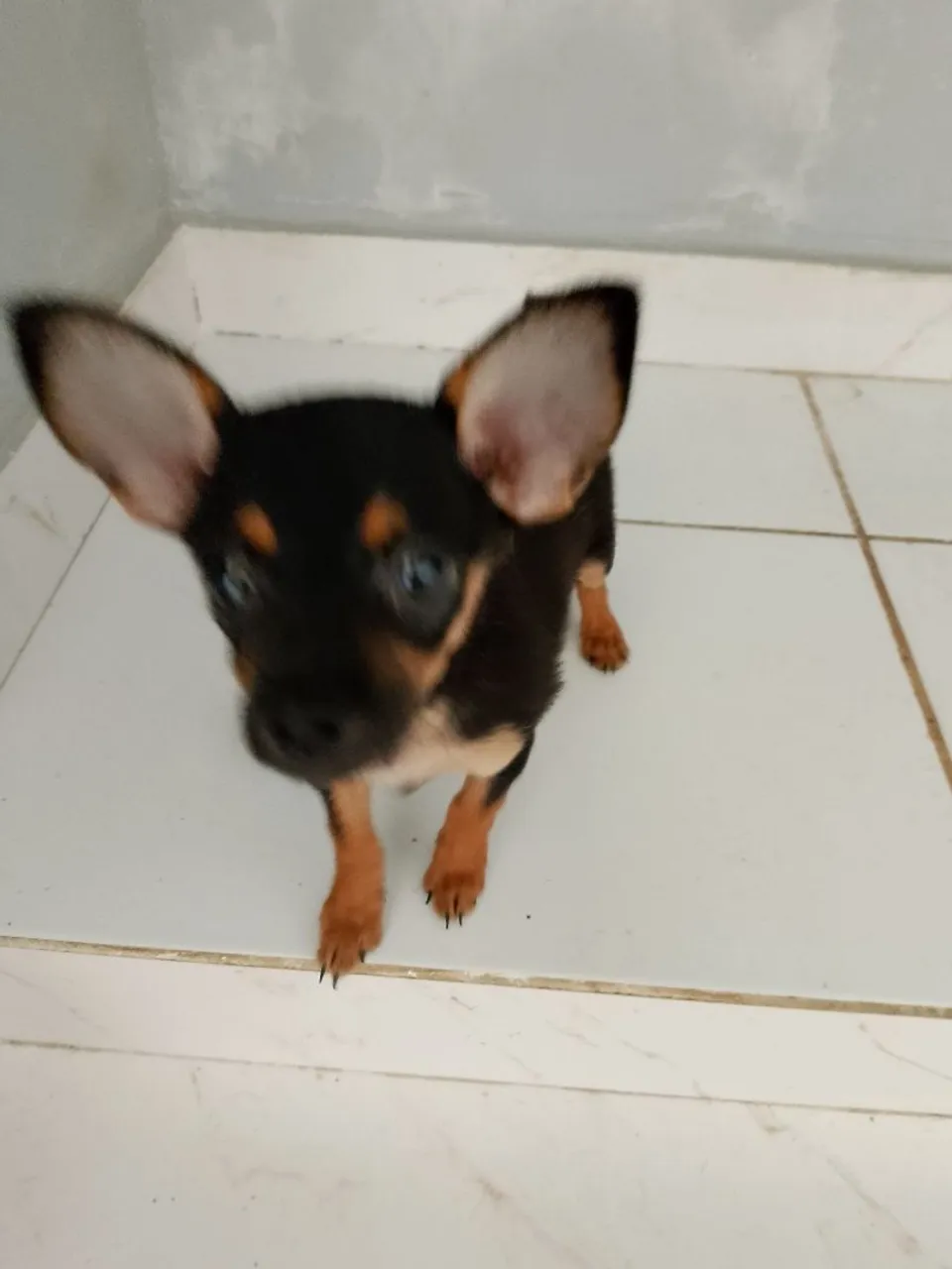 Filhote de Pinscher 
