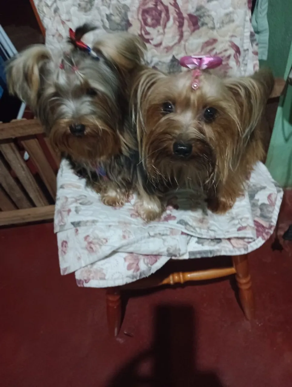 Lindos filhotes de Yorkshire Terrier