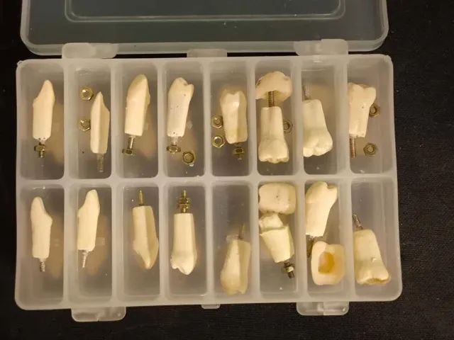 Manequim Dentística com dentes reservas para troca - Foto 3