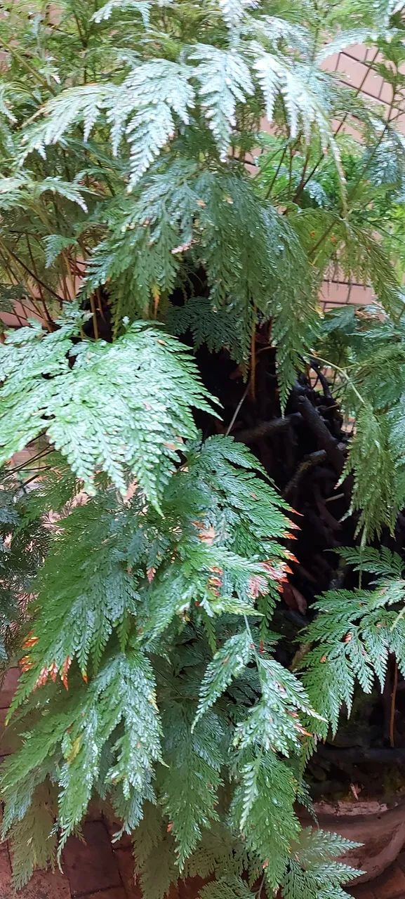 Samambaia exuberante para seu jardim - Foto 3