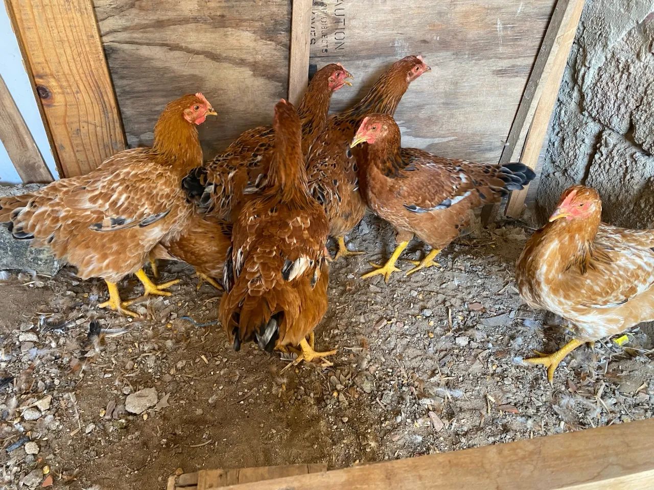 Frangas poedeiras - R$ 60 cada