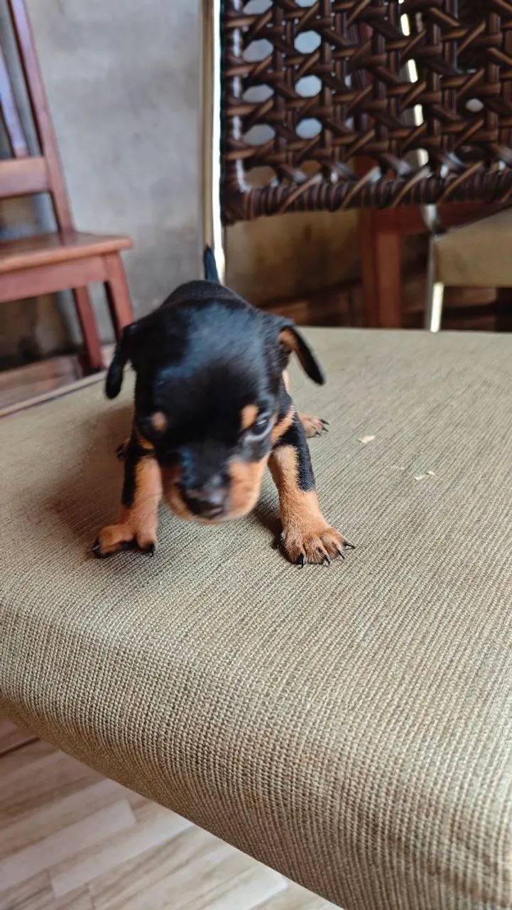 Filhote de Pinscher Miniatura - Foto 5