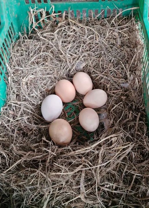 Dúzia de ovos caipira