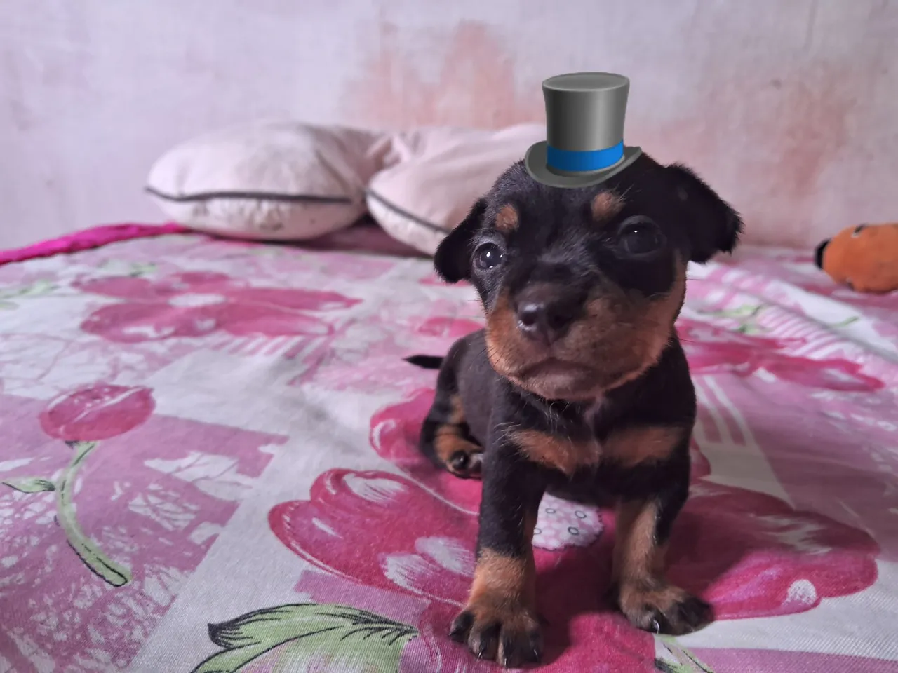Vendo filhotes de Pinscher 1