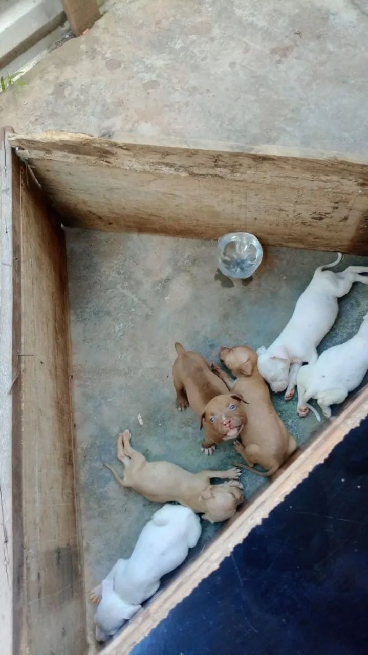 Filhote de Pitbull - Disponível - Foto 2