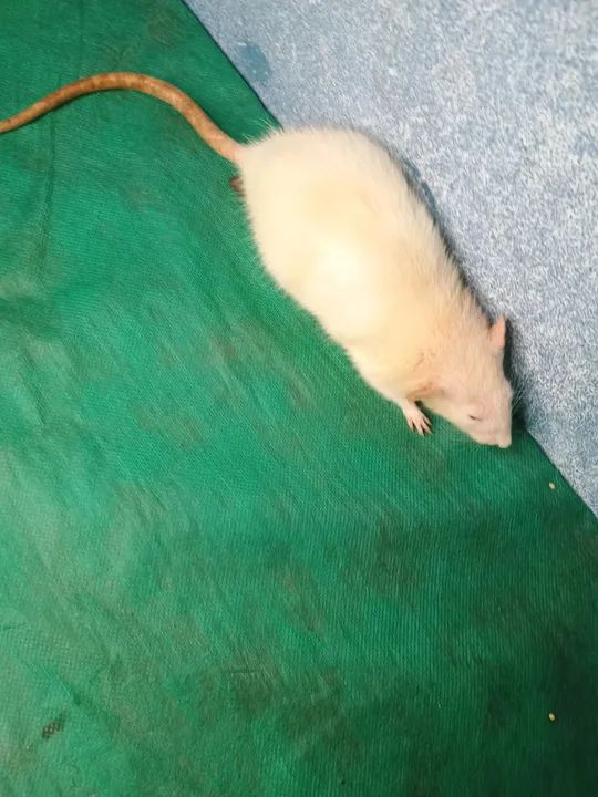 Rato branco disponível para adoção