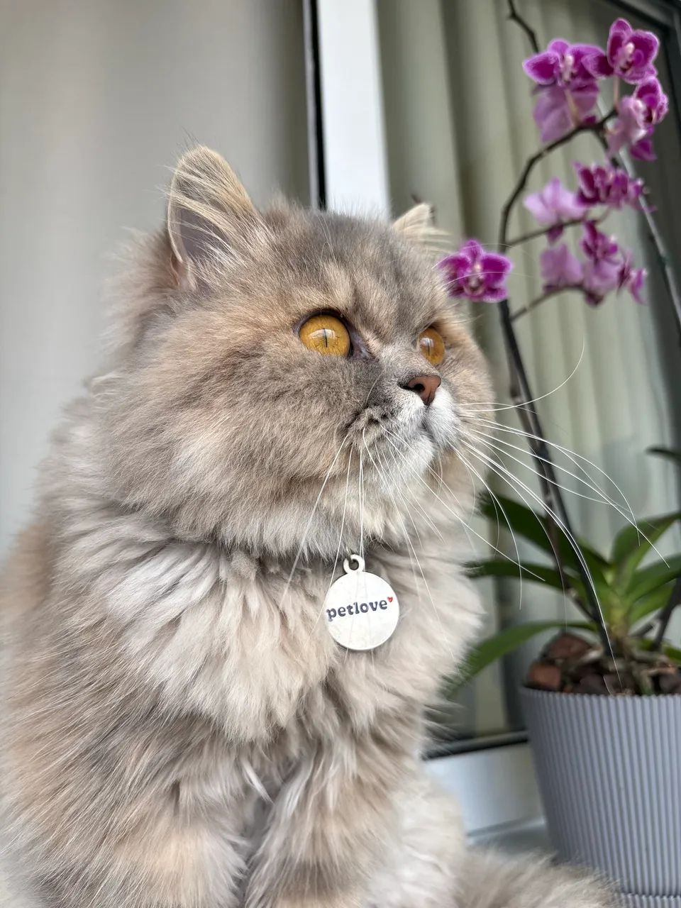 Gata persa procura namorado 