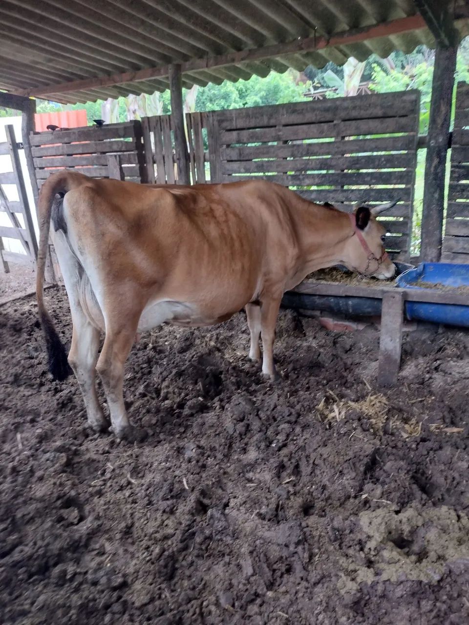 Vacas Jersey  - Foto 2