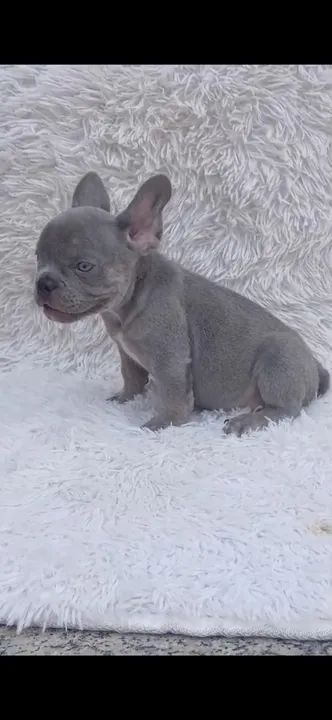 Filhote de Bulldog Francês macho lilac com 50 dias vacinado e vermifugado. 