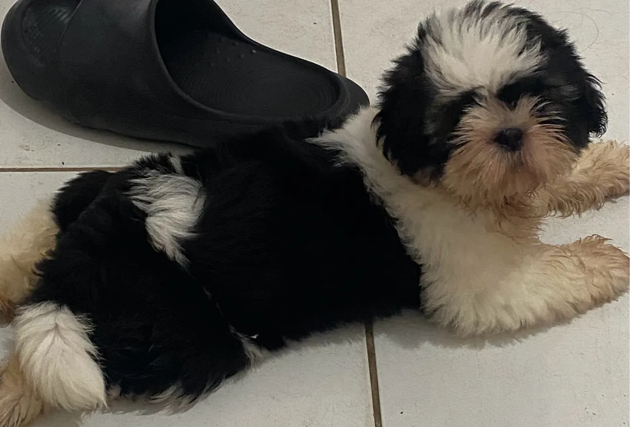 Filhote Shih Tzu: Pelúcia de Raça