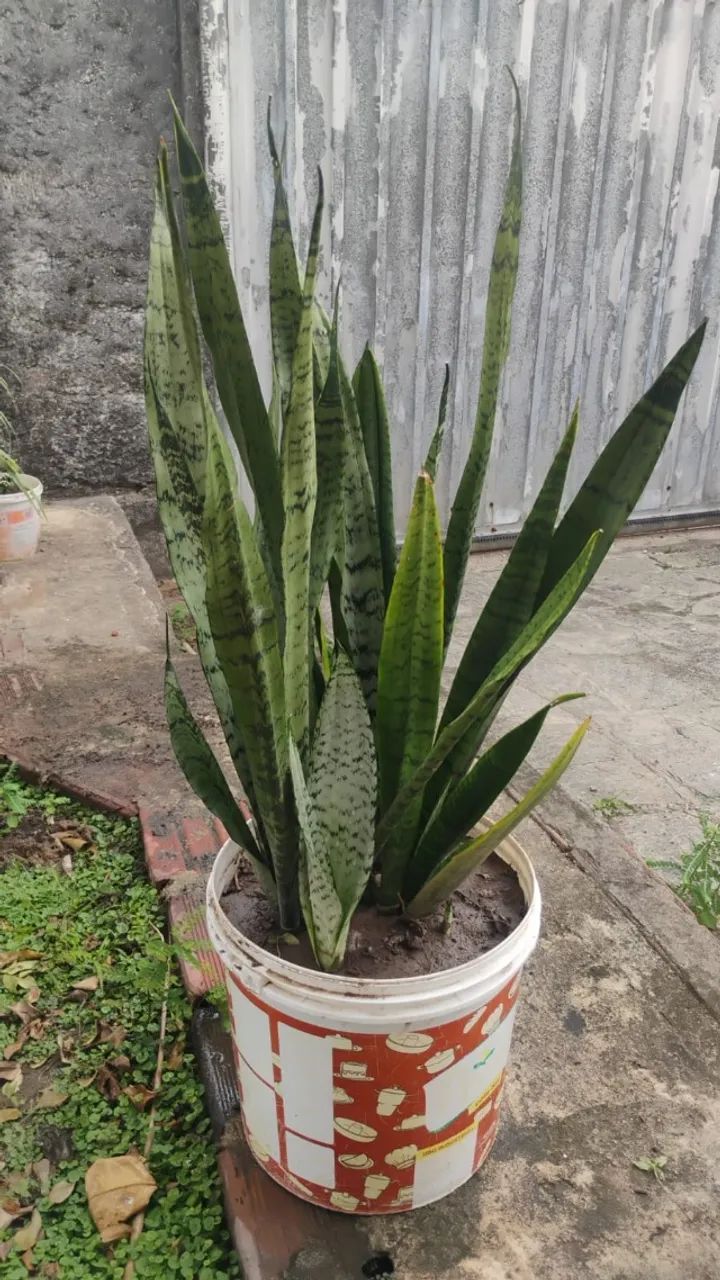 Espada de São Jorge. Planta. Valor: 15,00 reais. No balde de 15kg. 