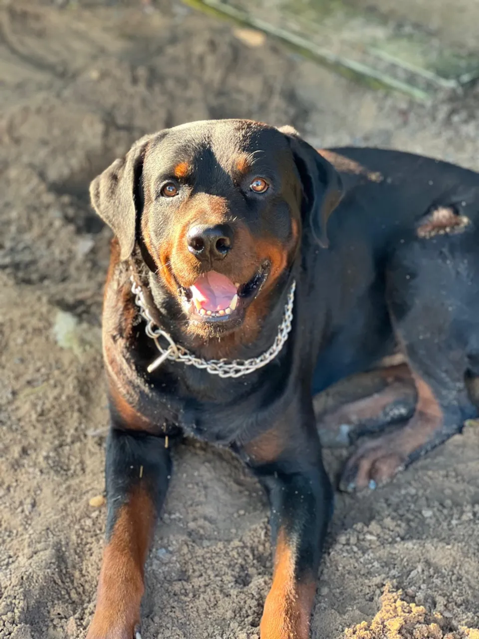 Procuro namorada Rottweiler