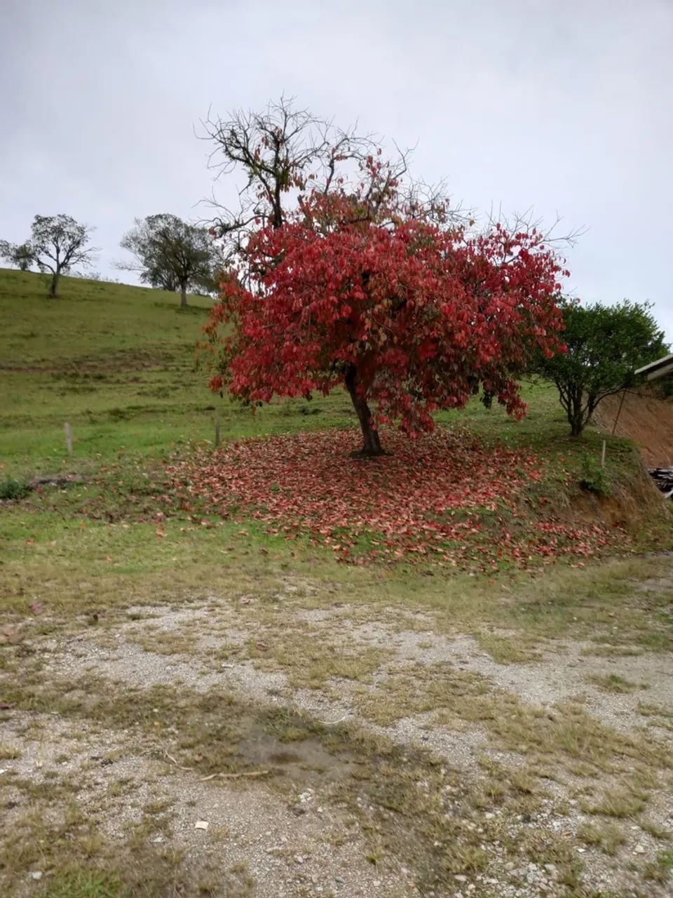 Oportunidade linda Chácara  - Foto 3