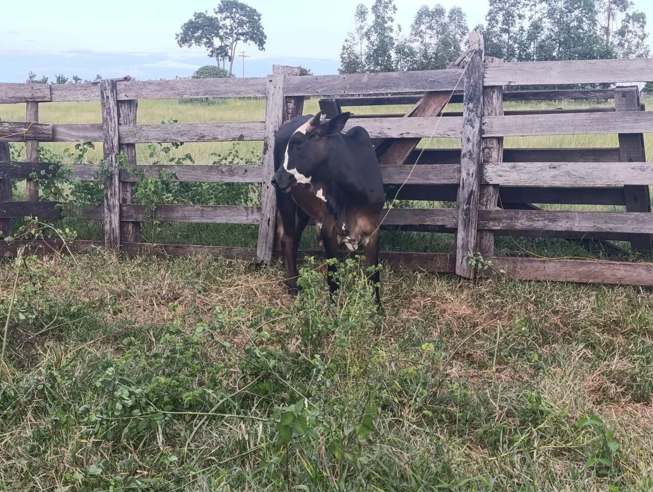 Garrote 22 meses  - Foto 3