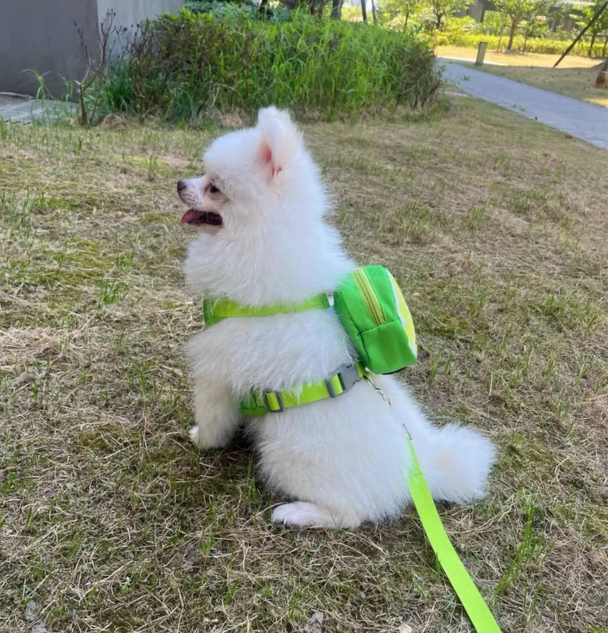 Coleira peitoral com mochila pet, cães e gatos