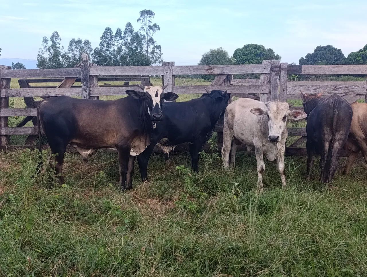 Garrote 22 meses  - Foto 2