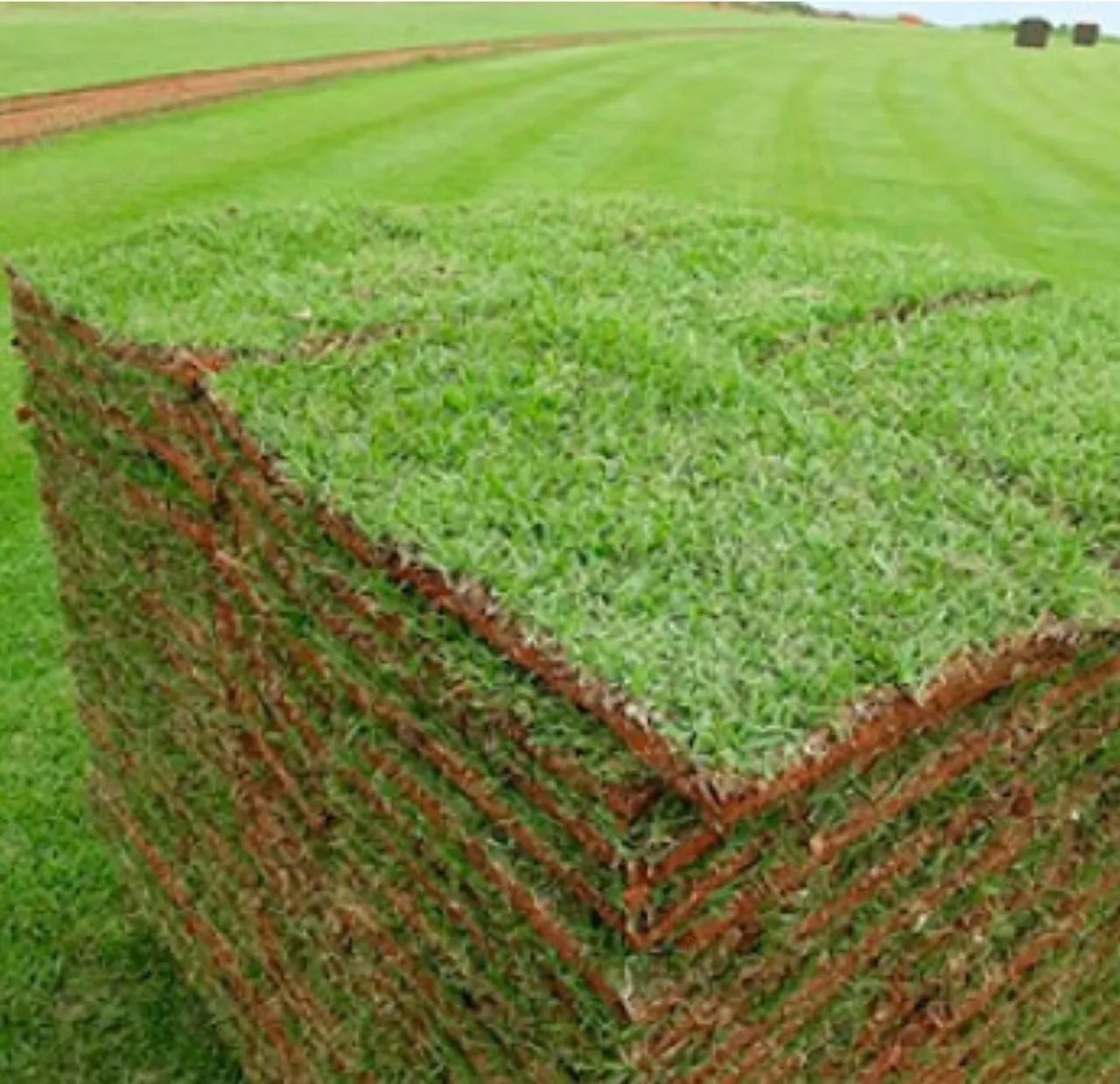 Grama Esmeralda, Batatais, São Carlos, Zeon Zoysia e Bermudas 