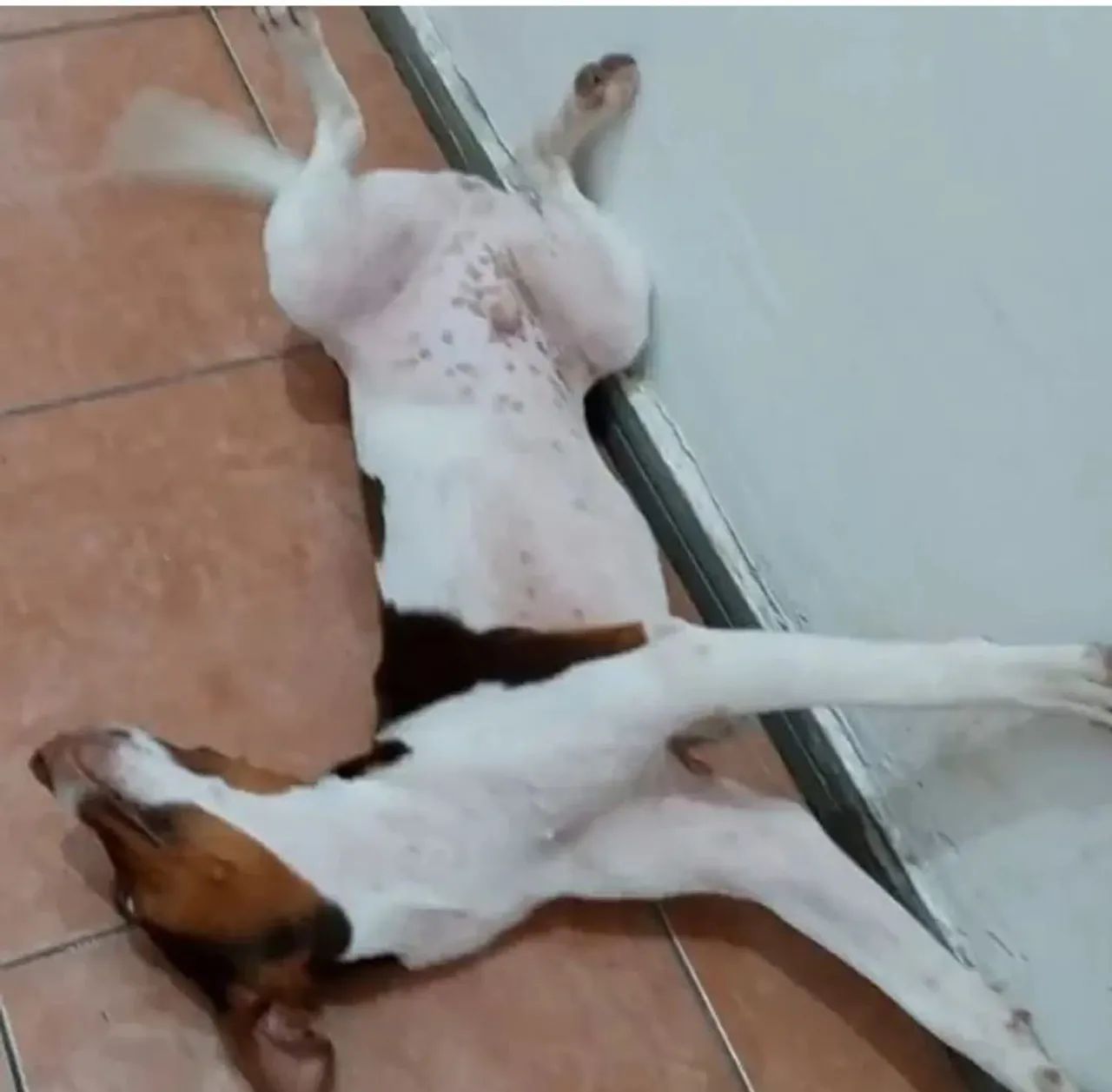 Cachorro de raça FOX PAULISTINHA 