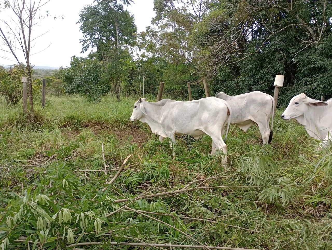 Gado a venda  - Foto 3
