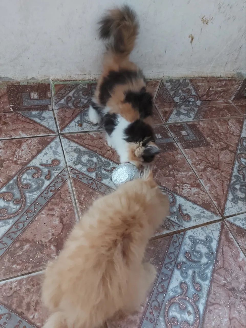 Filhotes Persas - Foto 3