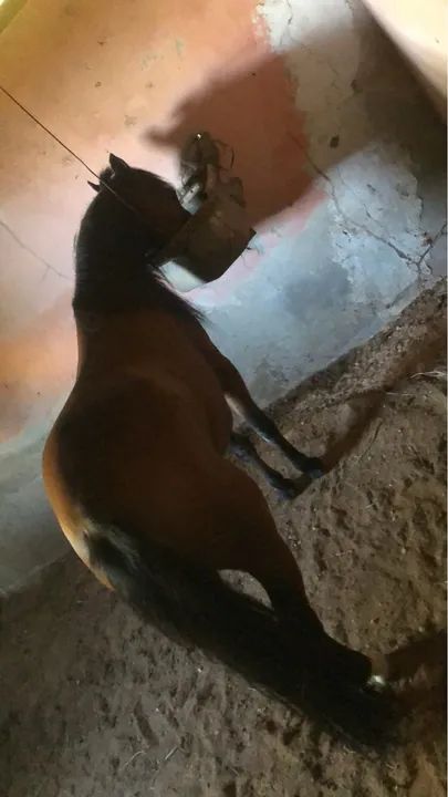 Vendo ponei femia bonita i nova i mansa pra qualquer pessoa  - Foto 3