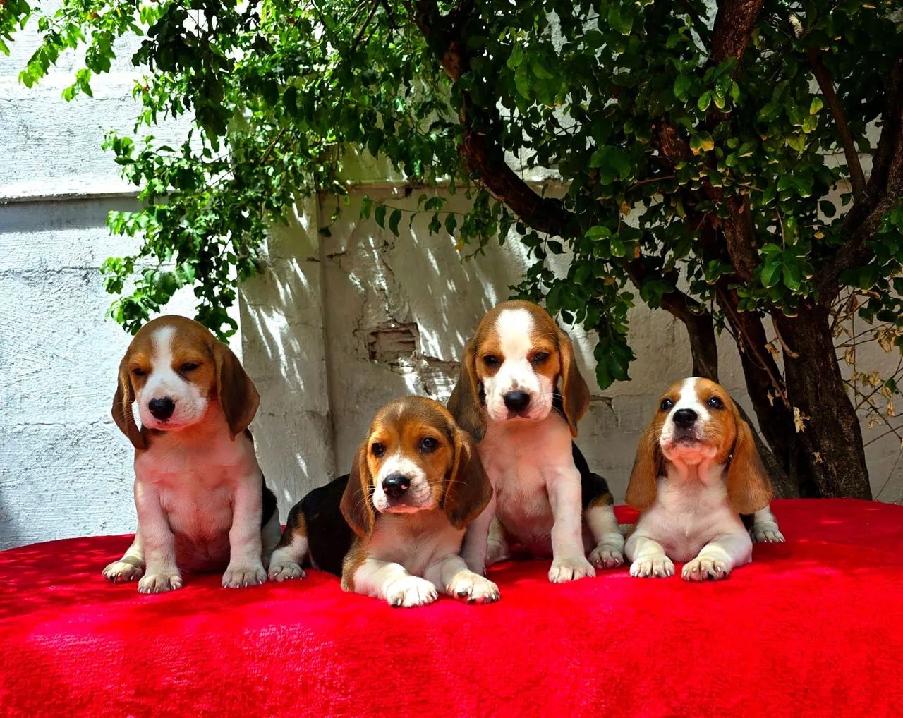 Filhotes de Beagle 13 POLEGADAS, OS MENORES QUE EXITEM