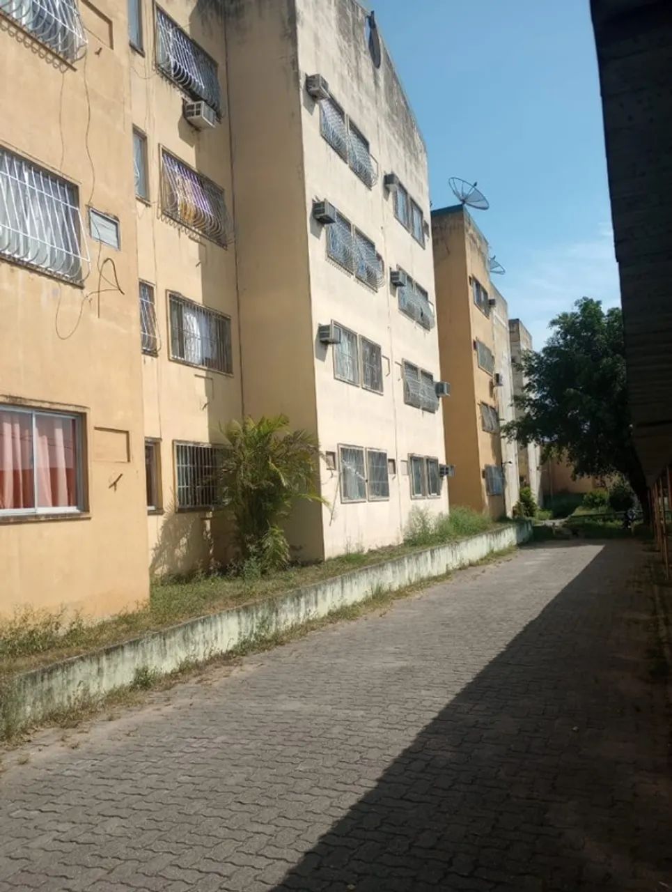 Foto - São Gonçalo - Galo Branco