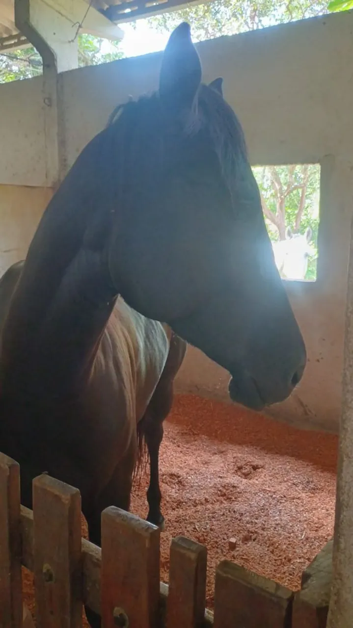 SPIDER - Potência, Velocidade e Coração! Seu Cavalo de Prova de Tambor Espera por Você!