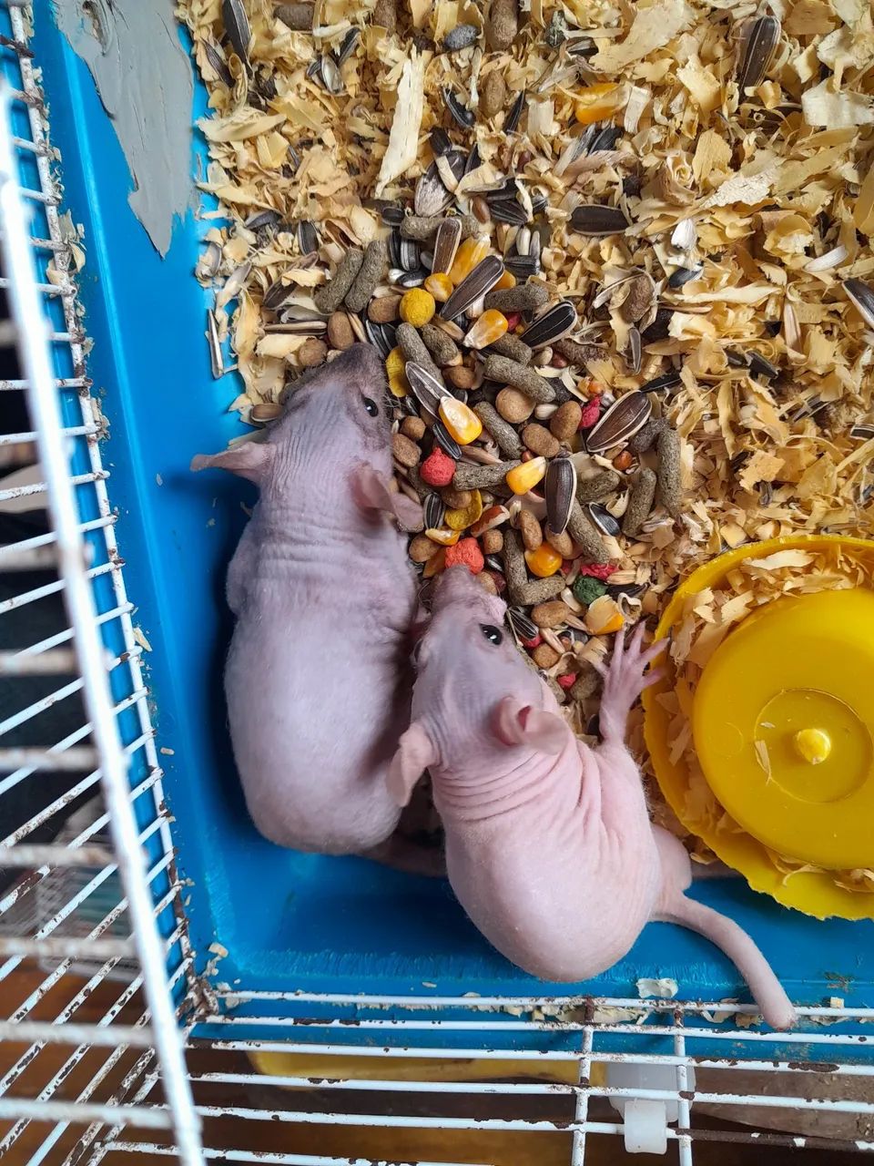 Twister e camundongos heirlles 