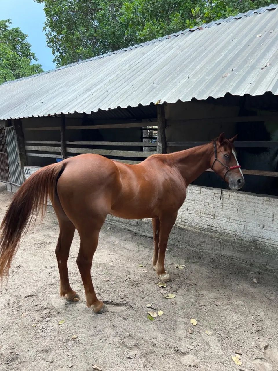 Égua Quarto de milha pura com documento  - Foto 4